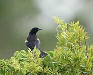 A7409331