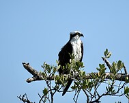 A7409682