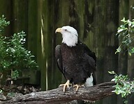 A7400523