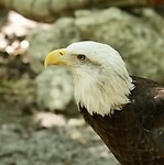 A7400554