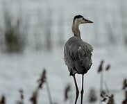 A7401421