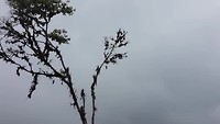 Toekan.......Zo dichtbij......Zo mooi