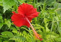 Prachtig vel rood