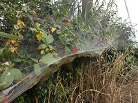 Mega spinnenweb