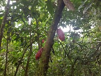 Cacao