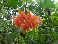 Botanisch gebeuren, zo langs de kant v.d. straat