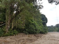 De Jungle