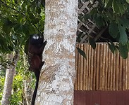 Aapje, gezien in de jungle, maar deze is in een soort dierenopvang centrum