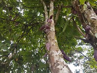 Cacao boom