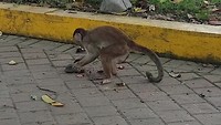 Cappuccino-aapjes in Misahualli. Deze zijn uit de diepe jungle hier naar toe gebracht