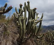 Cactus