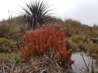Cactus achtige met bomelia