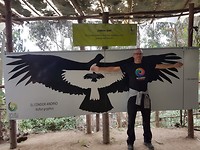 De Condor nog niet gespot in het wild