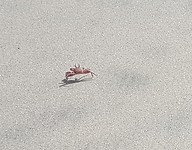 Mr. Crab