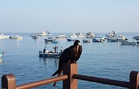 Fragat vogel