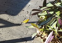 Vogeltje dicht bij