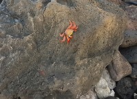 Rode krab