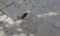 Klein propperig vogeltje zonder staartje