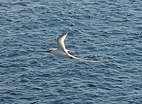 Keerkring vogel