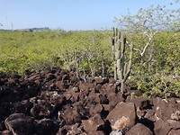 Lava gesteente
