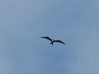 Fregat vogel
