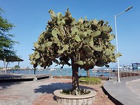 Cactusboom