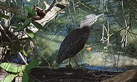 In het mangrove bos gespot