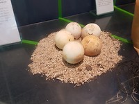 Schildpad eieren