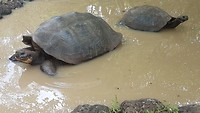 Schildpadden
