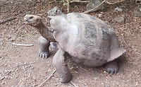 Schildpad