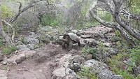 Schildpad