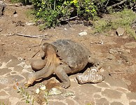 Diego, 'saddleback turtle'