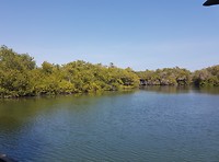 Mangrove