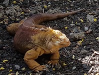 'Land' leguaan