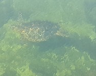Zeeschildpad