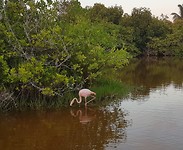 Flamingo