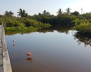 Flamingo's