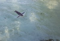 Pinguïn