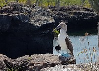 The bluefoot booby