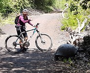 Schildpad oversteek