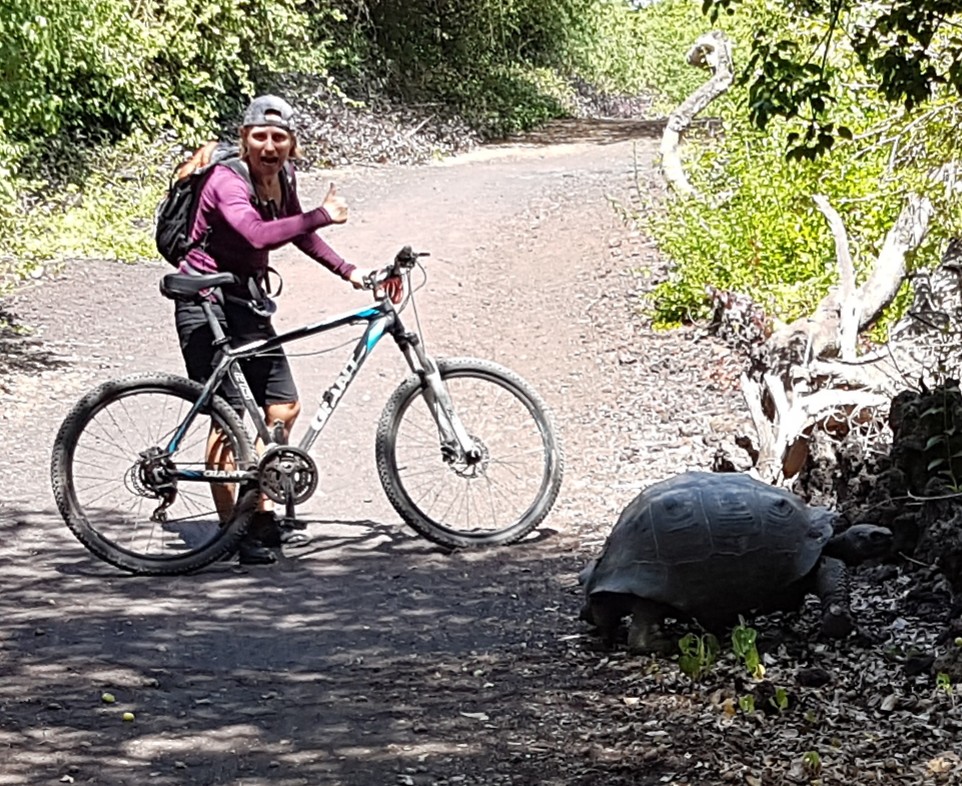 Schildpad oversteek