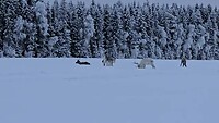Allemaal Rudolfs
