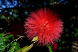 Exotische planten