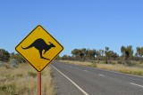 Pas op voor overstekende kangaroo's