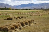 bergjes gras?
