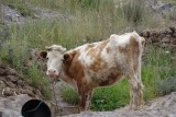 rood bonte