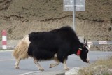 geborstelde yak , klaar voor de foto