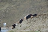 Yaks