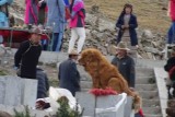 opgepoetste mastiffs