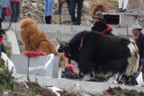 opgepoetste mastiffs plus opgeborstelde yak